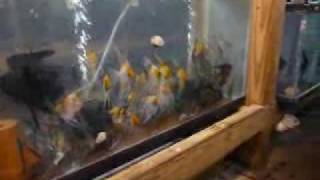 Breeders Award Sponge Filters at Angels Plus