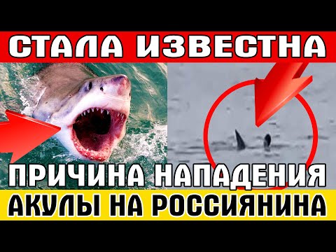 Видео: Как привлечь акул?