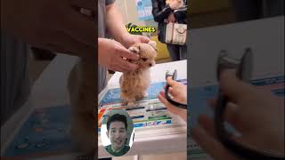 Dog Health Awareness