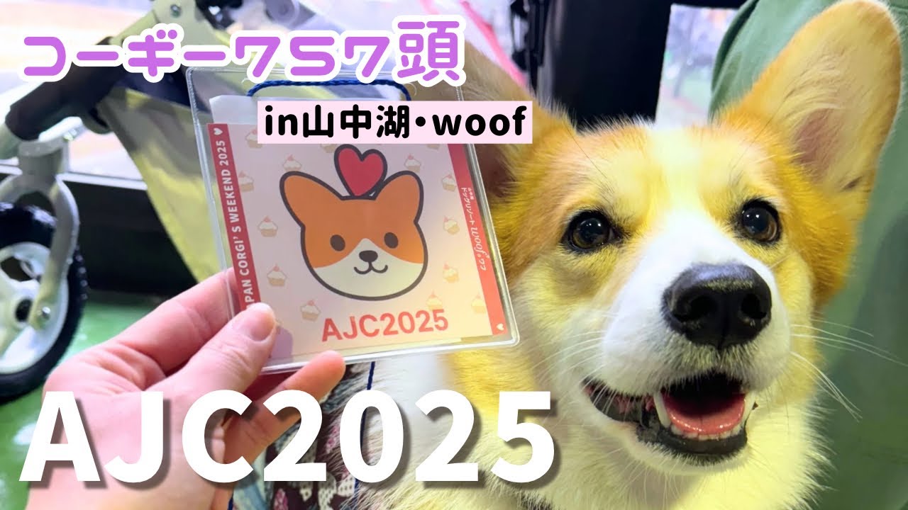 雨でも楽しめたAll Japan Corgi's Weekend 2025！ - YouTube