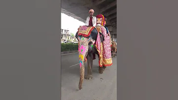 Hathi Jaipur 