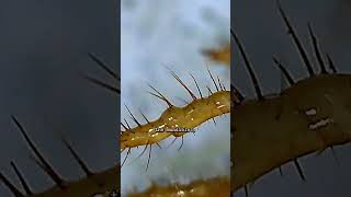 Grub Worm Up Close 🐛 | What’s Living Under Your Garden