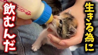 この２つで問題解決能力が僕はついたよ！猫目ルチルたんとタイチンルチル編んだよ！ Amazing changes in the kittens struggling to survive - YouTube