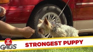 Strongest puppy in the WORLD