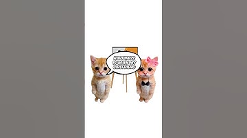 How does happiness work? Explain with Kitties