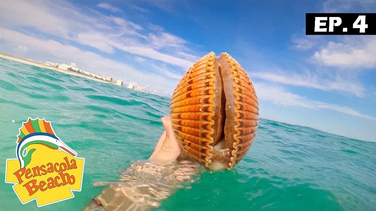 Paradise At Pensacola Ep 4 Sea Shell Hunting You Paradise At Pensacola Ep 4 Sea Shell