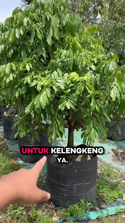 Promo 2 jt sampai lokasi ya om. Order: 085642598858