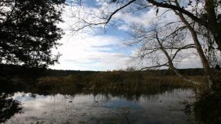 Time Lapse of Sky and Birds in Swamp