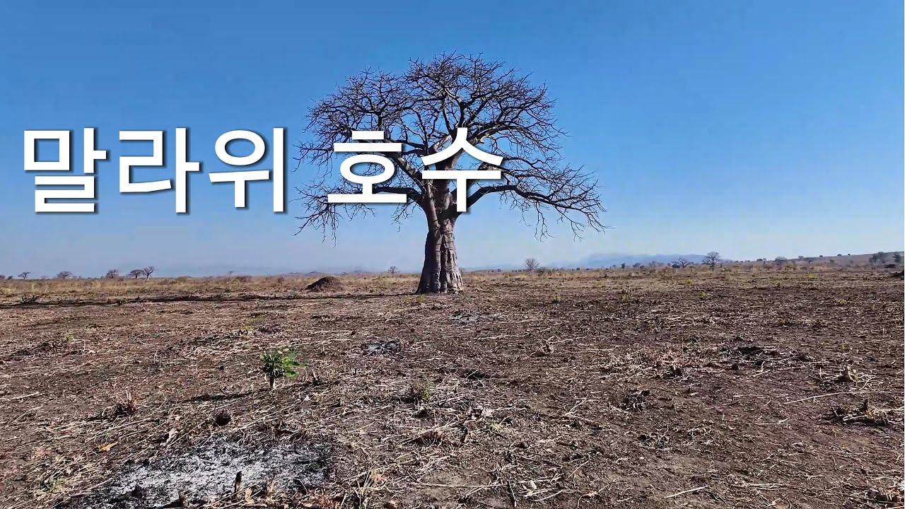 말라위 호수-말라위 호수를 찾아갔다가, 현지 시장에서 기사님이 말린 쥐를 사 먹는 독특한 장면을 목격하며 지역 문화를 생생히 체험했다.