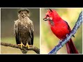 Top 10 Rare And Beautiful Birds In The World