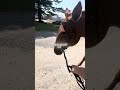 always, always, always, my favorite place ❤️ #horse #equestrianjourney #equestrian #horsegirl #pony