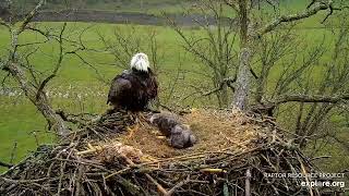 Decorah Eagles - North Nest 18.04.2024