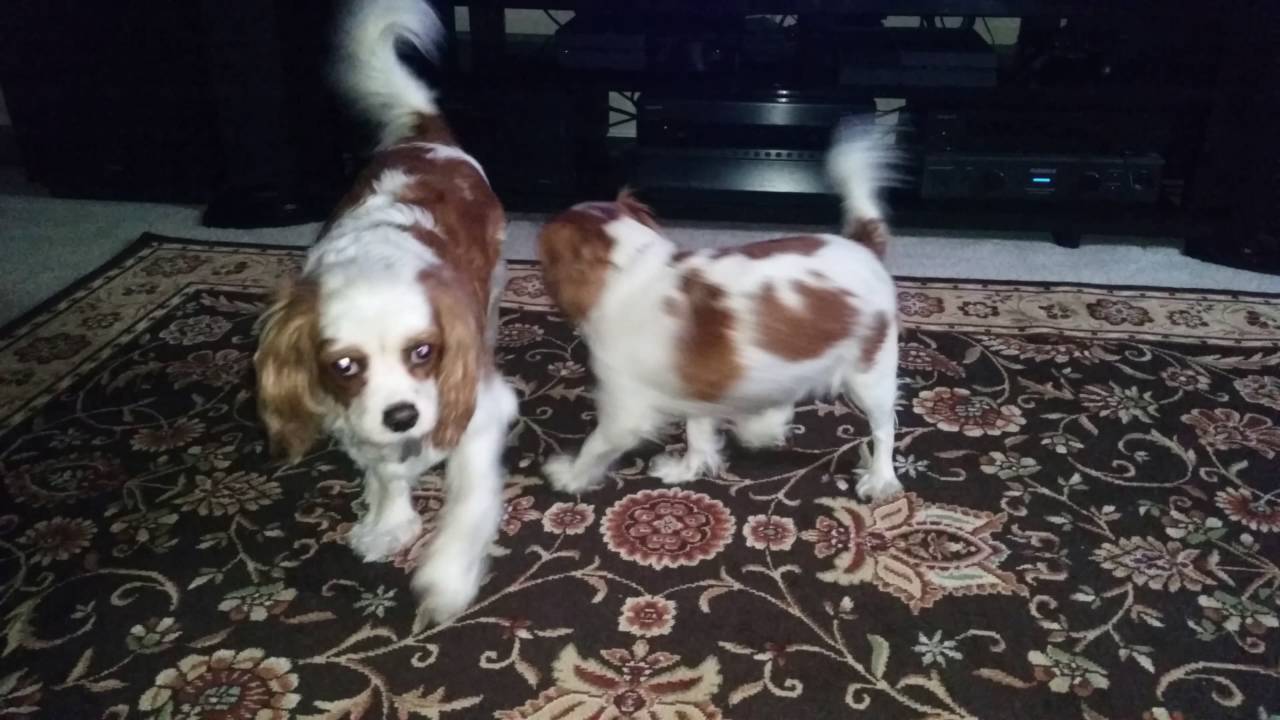 My Dogs Wont Stop Humping Mating and Breeding 8 YouTube