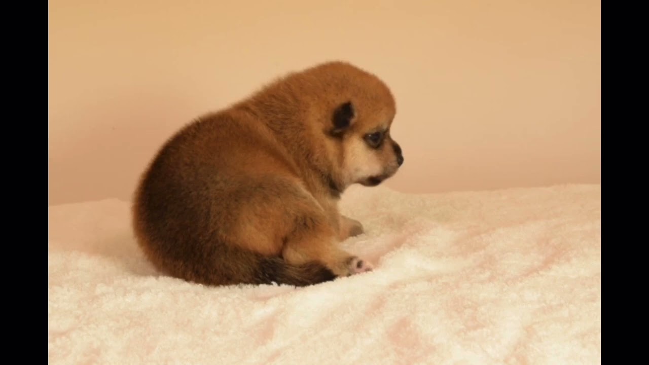M-39869 - ブリーダーが育てた豆柴の子犬販売「豆柴堂 」