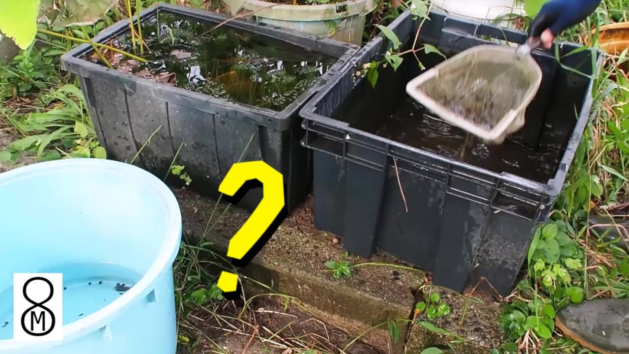 金魚の卵を入れた水槽、半年後に水替えしたところ…