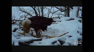 Decorah Bald Eagles Bring Cornstalks to a Snowy Nest 01.10.2024 (explore.org)