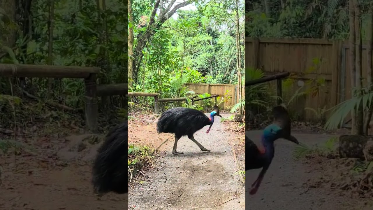 World Cassowary Day