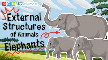 External Structures of Animals – Elephants
