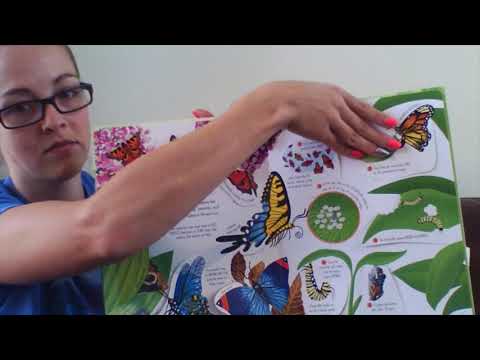 Lift-the-Flap Bugs & Butterflies - Usborne Books & More