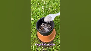 How to repotting cactus🌵