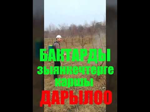 Video: Бак-дарактардын жана бадалдардын кайсы бөлүктөрү үшүккө көп туруштук берет?