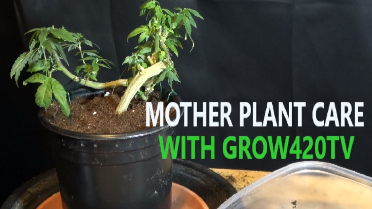 Mother Plant Care YouTube