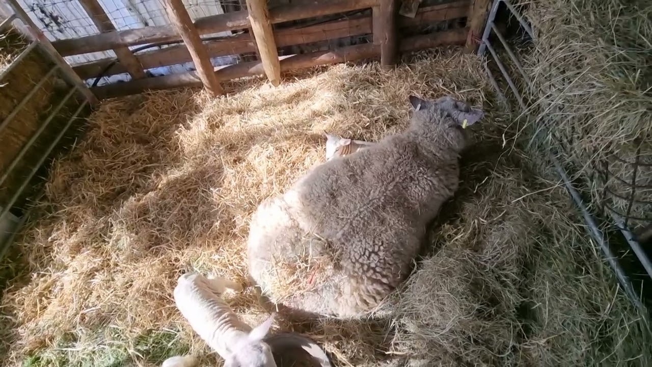 lambing 2022 has finished last set of lambs triplets