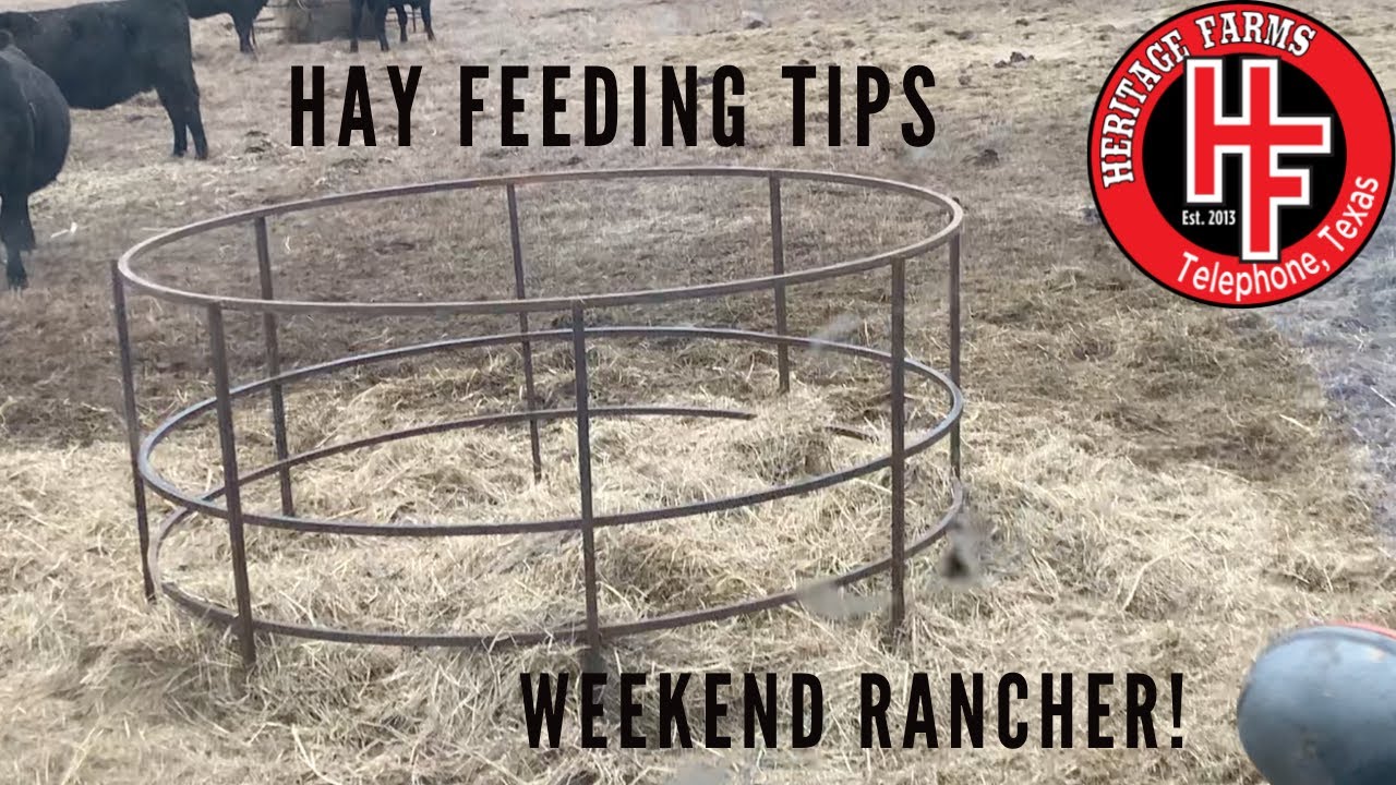 Feeding Hay To Cattle Couple Of Tips To Help Out YouTube Feeding Hay To Cattle Couple Of Tips To Help Out YouTube