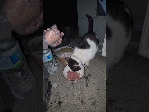 아빠 고양이 밥 주는데 비가 조금씩 내려요