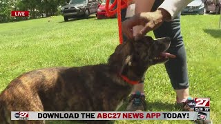 abc27 volunteers at Humane Society of Harrisburg Area for Founder's Day