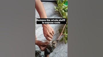 AIR LAYERING in Guava #shorts #short #shortvideo #youtubeshorts #trendingshorts #gardening #plants