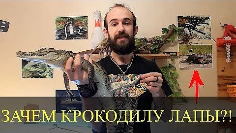 ЗАЧЕМ КРОКОДИЛУ ЛАПЫ?! Как тянуть крокодила за хвост?