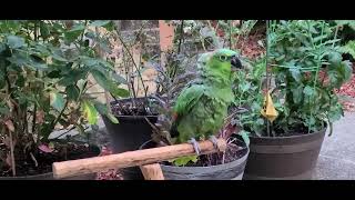 My Mealy Amazon parrot Baby is singing and enjoying the weather.