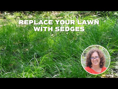 Video: Sedge Lawn Alternative - Cum să îngrijești un gazon cu iarbă de rogoz