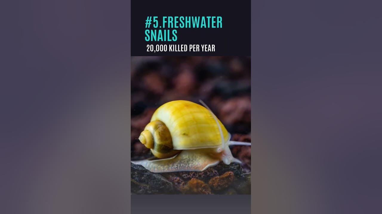 top-10-deadliest-animals-in-the-world-fact-top-animals-top10