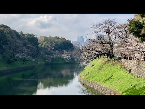 東京・千鳥ヶ淵付近の桜 (3〜5分咲き)