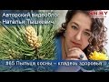 Пыльца сосны - сбор, применение, полезные свойства