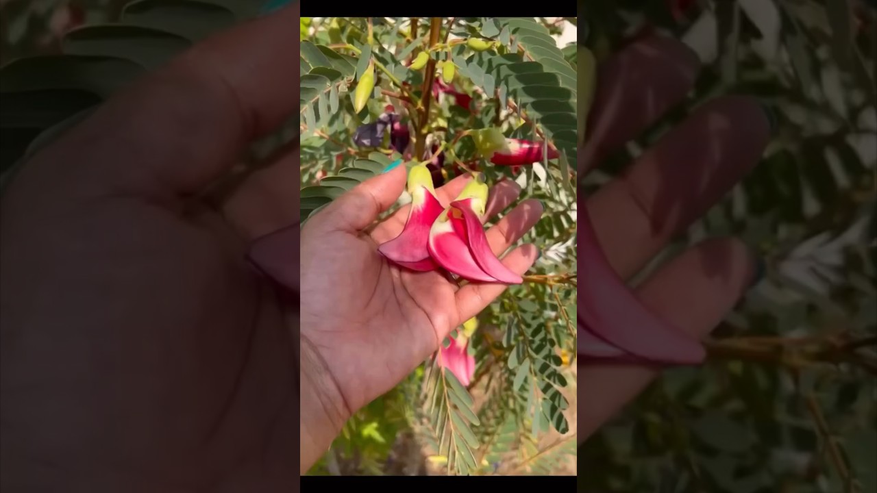 ഗൾഫിലെ അഗത്തിചീര 