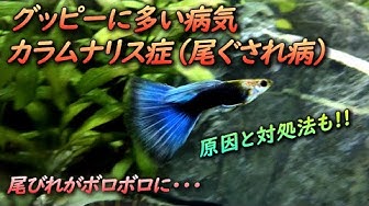 尾ぐされ病 Youtube