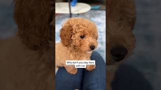 Those puppy eyes  #puppy #dogshorts #cute #cutepuppy #dog #cutedog #puppyvideos #cavapoochon