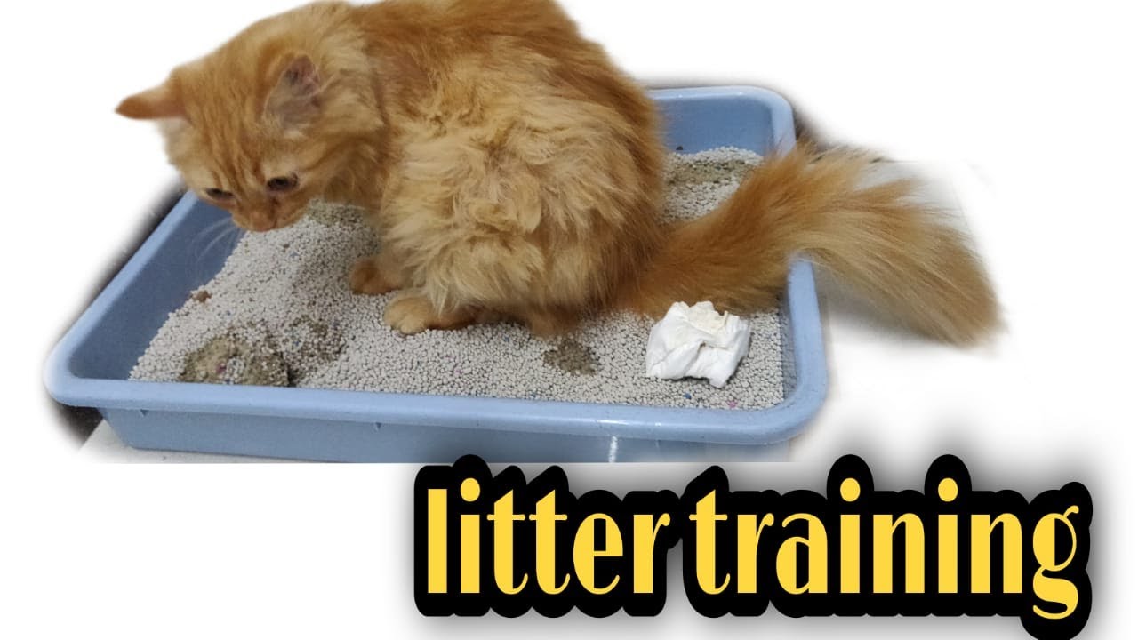 Hindivlog catlitter litterbox How to train a cat to use litter
