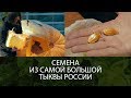 Семена из самой большой тыквы России! (как это было, как их доставали)