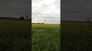 Przewożenie pszczół z rzepaku na akację!