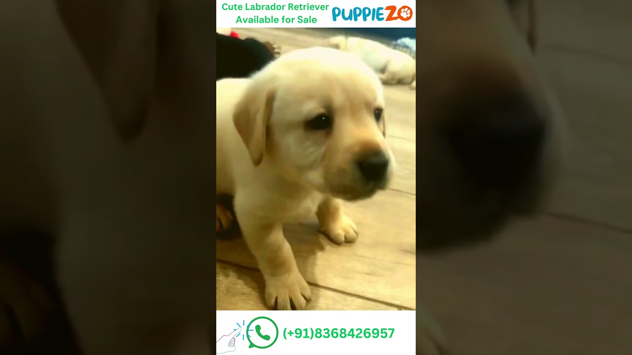 Labrador Dog Price in India 🐕🐕‍🦺Available Labrador Puppy Near You ☎️ 9355082565 Call Now! 