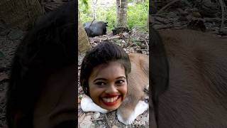 Baby Carabao Funny Sound