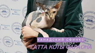 Кошка канадский сфинкс ГАТТА КОТЫ ФАРАОНА Кошка канадский сфинкс ГАТТА КОТЫ ФАРАОНА