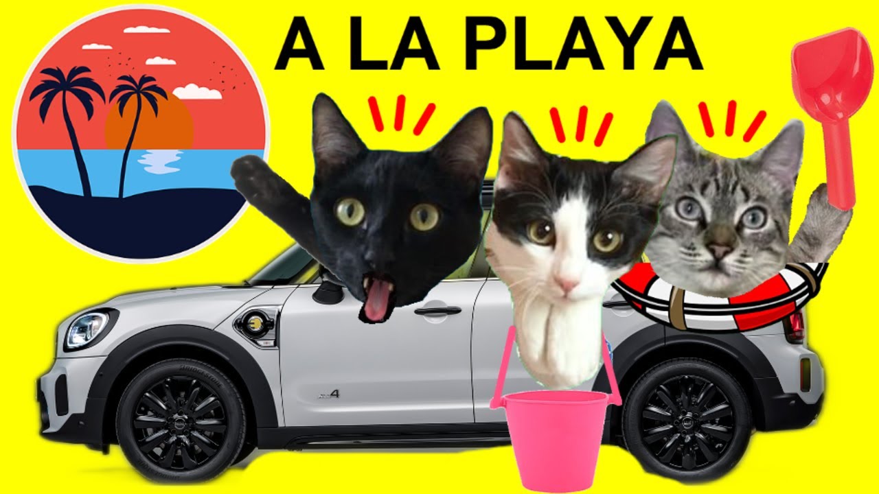 Gato quiere ir a la playa en coche en la vida real / Videos de gatos Luna y Estrella