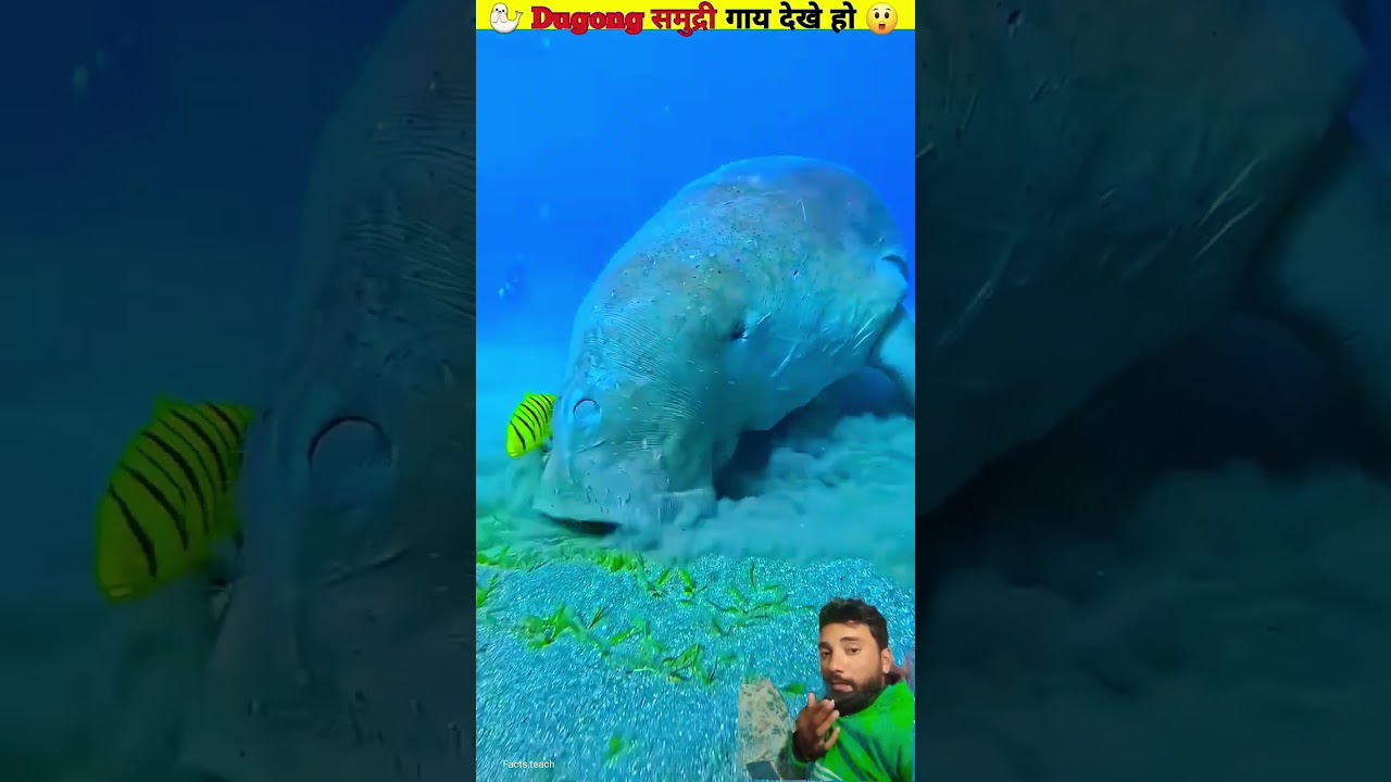 This is the sea cow 🐋 | Sea Cow Dugong | Nature's Hidden Gem 🌊 | 