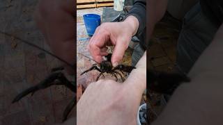 Укусил Широкопалый рак 🦞 #рыбкавпруд #fishing #зарыбление #рак