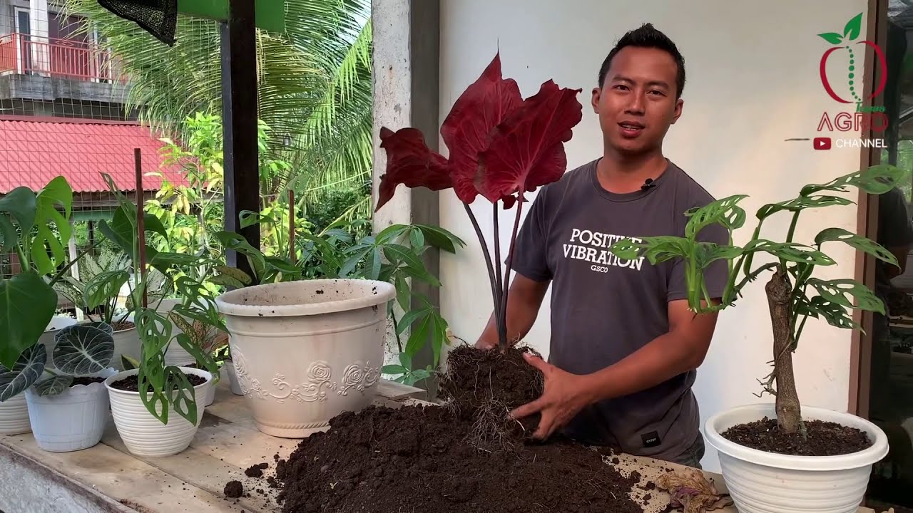 Beli caladium mahal tapi penyakitan, umbinya busuk, daunnya mudah rontok?begini cara mengatasinya